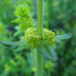 Photographie n°114947 du taxon Cruciata laevipes Opiz [1852]