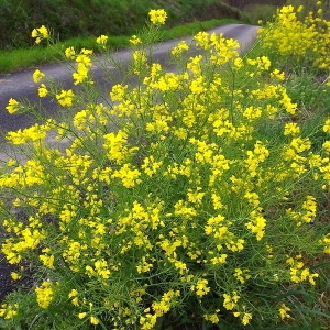 Photographie n°114953 du taxon Brassica napus L. [1753]