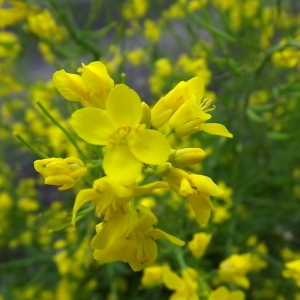 Photographie n°114955 du taxon Brassica napus L. [1753]