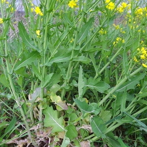 Photographie n°114956 du taxon Brassica napus L. [1753]