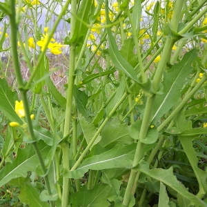 Photographie n°114957 du taxon Brassica napus L. [1753]