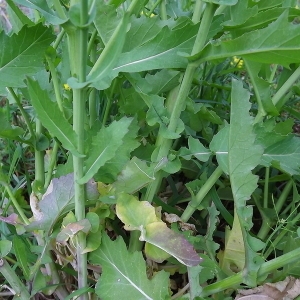 Photographie n°114958 du taxon Brassica napus L. [1753]