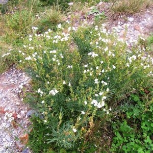 Photographie n°114964 du taxon Linaria repens (L.) Mill. [1768]