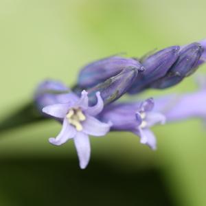 Photographie n°114974 du taxon Hyacinthoides non-scripta (L.) Chouard ex Rothm. [1944]