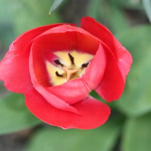 Photographie n°114975 du taxon Tulipa L. [1753]