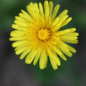 Photographie n°114980 du taxon Taraxacum officinale Weber [1780]