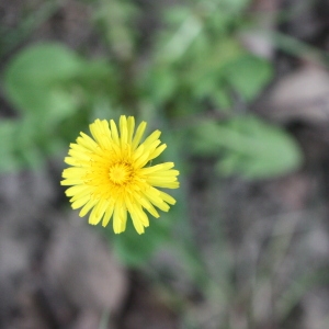 Photographie n°114981 du taxon Taraxacum officinale Weber [1780]