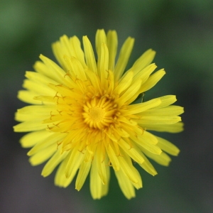 Photographie n°114982 du taxon Taraxacum officinale Weber [1780]