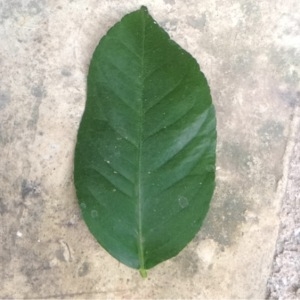 Photographie n°115013 du taxon Citrus limon (L.) Burm.f. [1768]