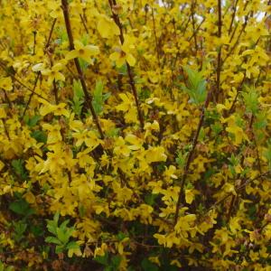 Forsythia sp.