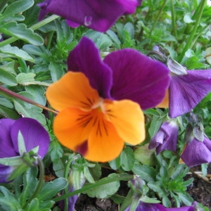 Photographie n°115148 du taxon Viola tricolor L. [1753]