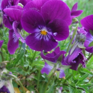 Photographie n°115151 du taxon Viola tricolor L. [1753]