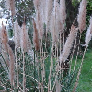 Photographie n°115152 du taxon Cortaderia selloana (Schult. & Schult.f.) Asch. & Graebn. [1900]