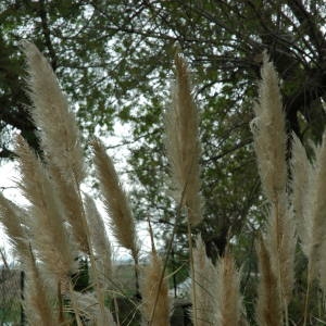 Photographie n°115157 du taxon Cortaderia selloana (Schult. & Schult.f.) Asch. & Graebn. [1900]