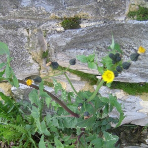 Photographie n°115251 du taxon Sonchus oleraceus L. [1753]