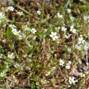 Photographie n°115273 du taxon Saxifraga granulata L. [1753]