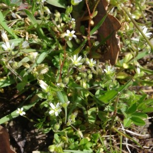  - Stellaria media subsp. neglecta (Weihe) Gremli [1874]