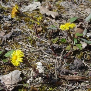 Photographie n°115275 du taxon Tussilago farfara L. [1753]