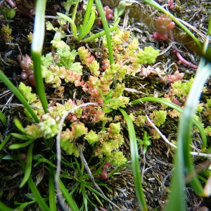 Photographie n°115278 du taxon Crassula tillaea Lest.-Garl. [1903]