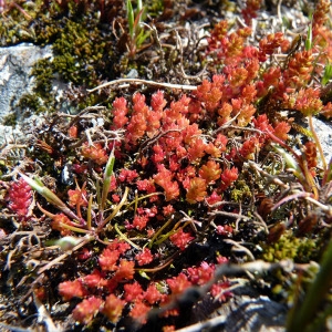 Photographie n°115279 du taxon Crassula tillaea Lest.-Garl. [1903]