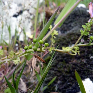 Photographie n°115285 du taxon Fumaria muralis subsp. boraei (Jord.) Pugsley [1902]
