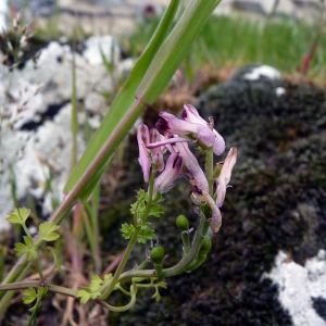 Fumaria muralis subsp. boraei (Jord.) Pugsley (Fumeterre de Boreau)