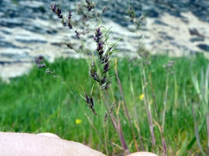 Emmanuel Stratmains, le 19 avril 2013 (Angers (La baumette))