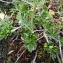  Emmanuel Stratmains - Potentilla argentea L. [1753]