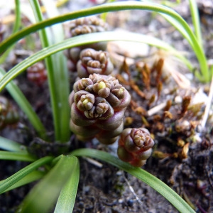 Photographie n°115294 du taxon Sedum andegavense (DC.) Desv. [1818]