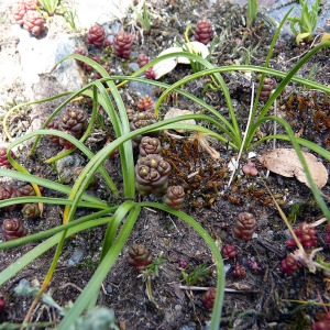 Photographie n°115295 du taxon Sedum andegavense (DC.) Desv. [1818]