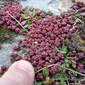 Photographie n°115297 du taxon Sedum andegavense (DC.) Desv. [1818]