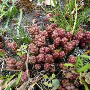 Photographie n°115299 du taxon Sedum andegavense (DC.) Desv. [1818]