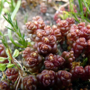 Photographie n°115300 du taxon Sedum andegavense (DC.) Desv. [1818]