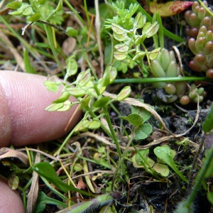 Photographie n°115306 du taxon Teesdalia nudicaulis (L.) R.Br. [1812]