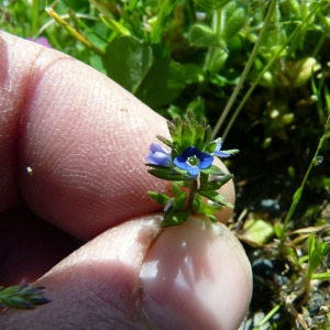 Photographie n°115313 du taxon Veronica arvensis L. [1753]