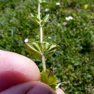 Photographie n°115315 du taxon Veronica arvensis L. [1753]