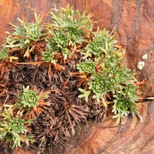 Photographie n°115318 du taxon Saxifraga exarata subsp. exarata