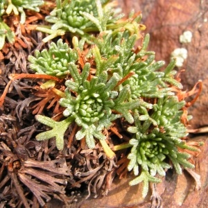  - Saxifraga exarata subsp. exarata