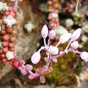 Sedum sphaericum Lapeyr. (Orpin à feuilles courtes)