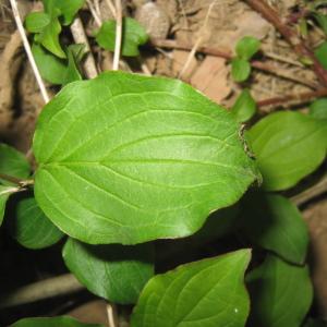 Photographie n°115342 du taxon Cornus sanguinea L.