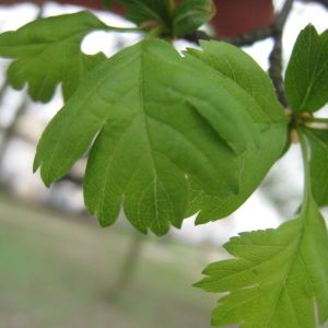 Photographie n°115409 du taxon Crataegus laevigata (Poir.) DC. [1825]