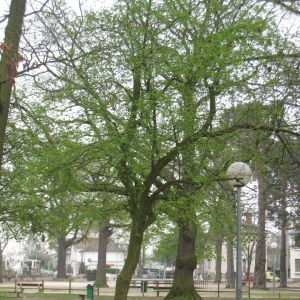  - Crataegus laevigata (Poir.) DC. [1825]