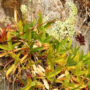 Photographie n°115430 du taxon Trifolium alpinum L. [1753]