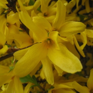 Photographie n°115437 du taxon Forsythia x intermedia Zabel [1885]