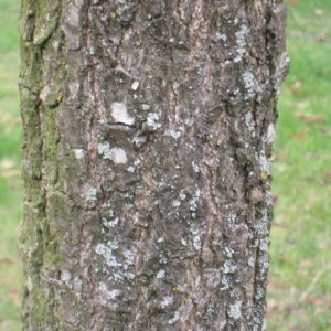 Photographie n°115443 du taxon Quercus coccinea Münchh.