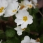  Hervé GOËAU - Primula vulgaris Huds. [1762]