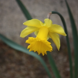 Photographie n°115472 du taxon Narcissus pseudonarcissus L. [1753]