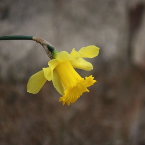 Photographie n°115473 du taxon Narcissus pseudonarcissus L. [1753]