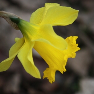 Photographie n°115474 du taxon Narcissus pseudonarcissus L. [1753]