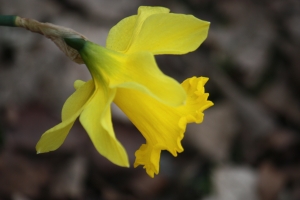 Hervé GOËAU, le 27 mars 2013 (Sainte-Geneviève-des-Bois)